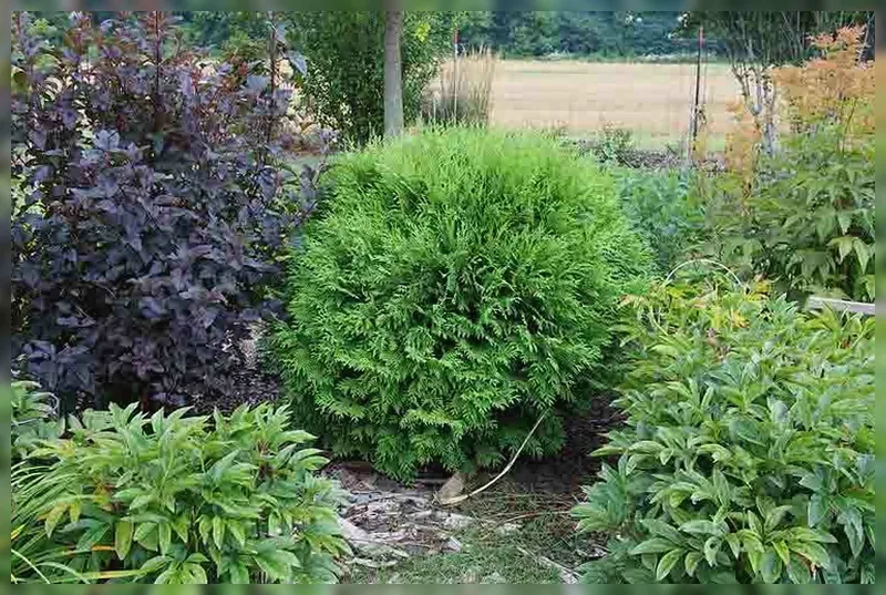 Туя західна Вудвардії