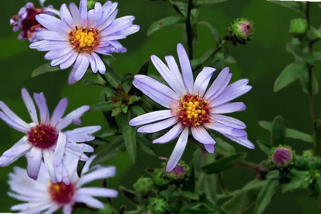 Тихоокеанська айстра / Symphyotrichum chilense