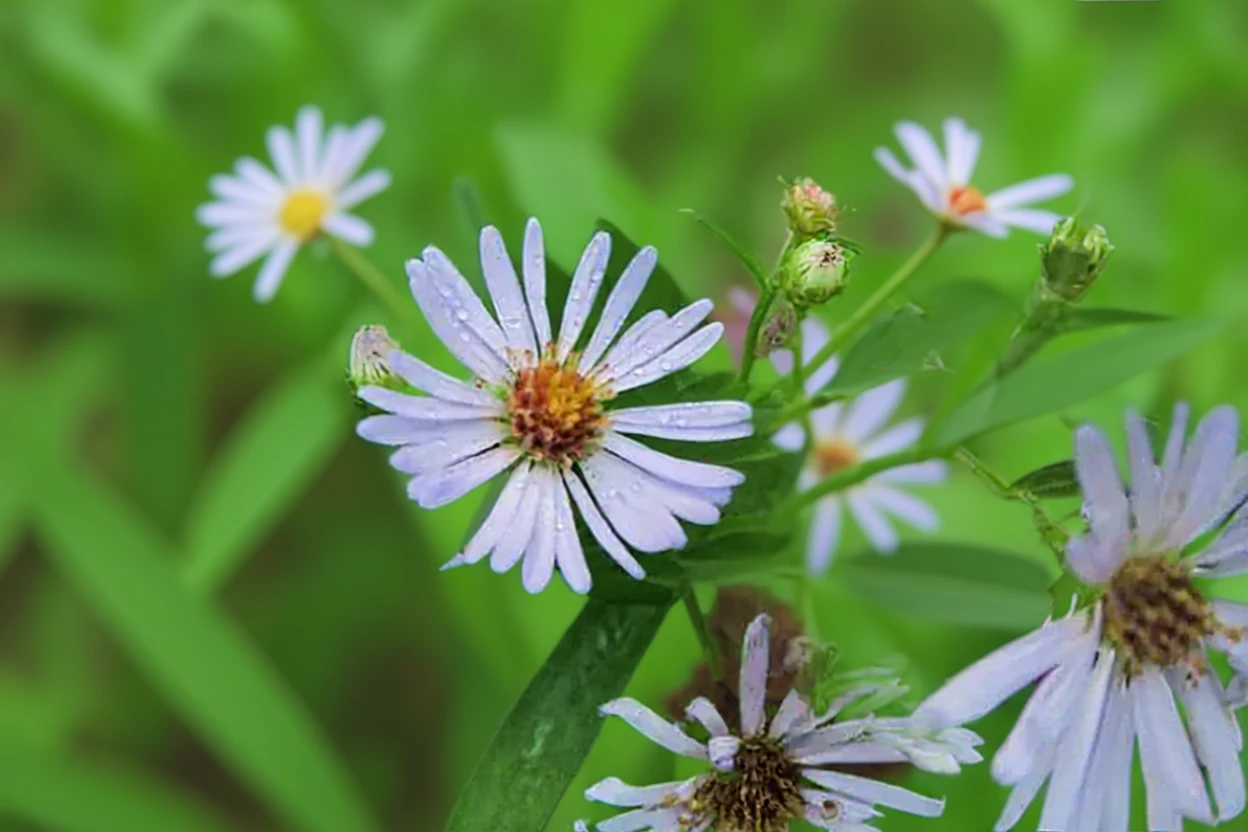 Тихоокеанська айстра