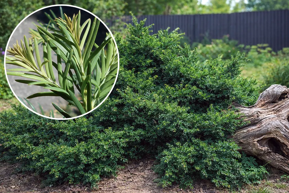 Тис ягідний Репанденс