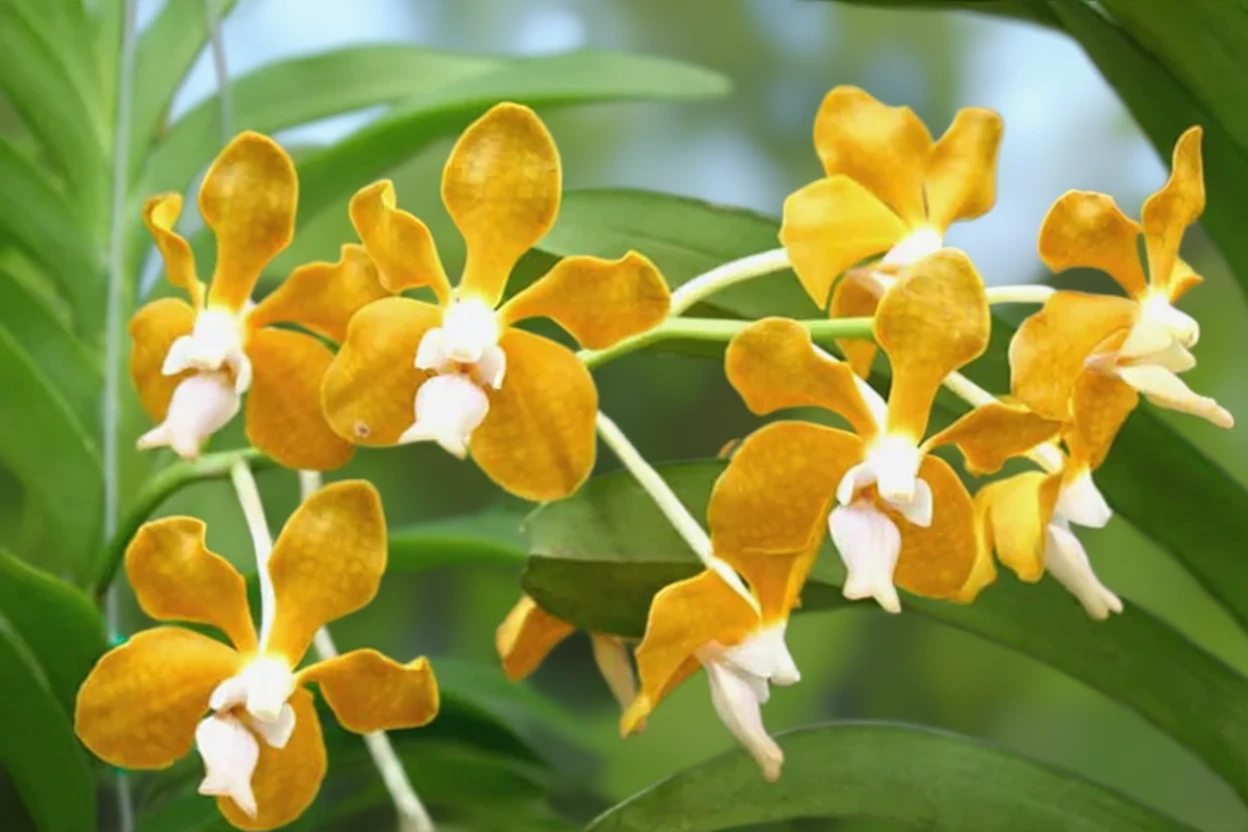 Ванда Денісон / Vanda denisoniana