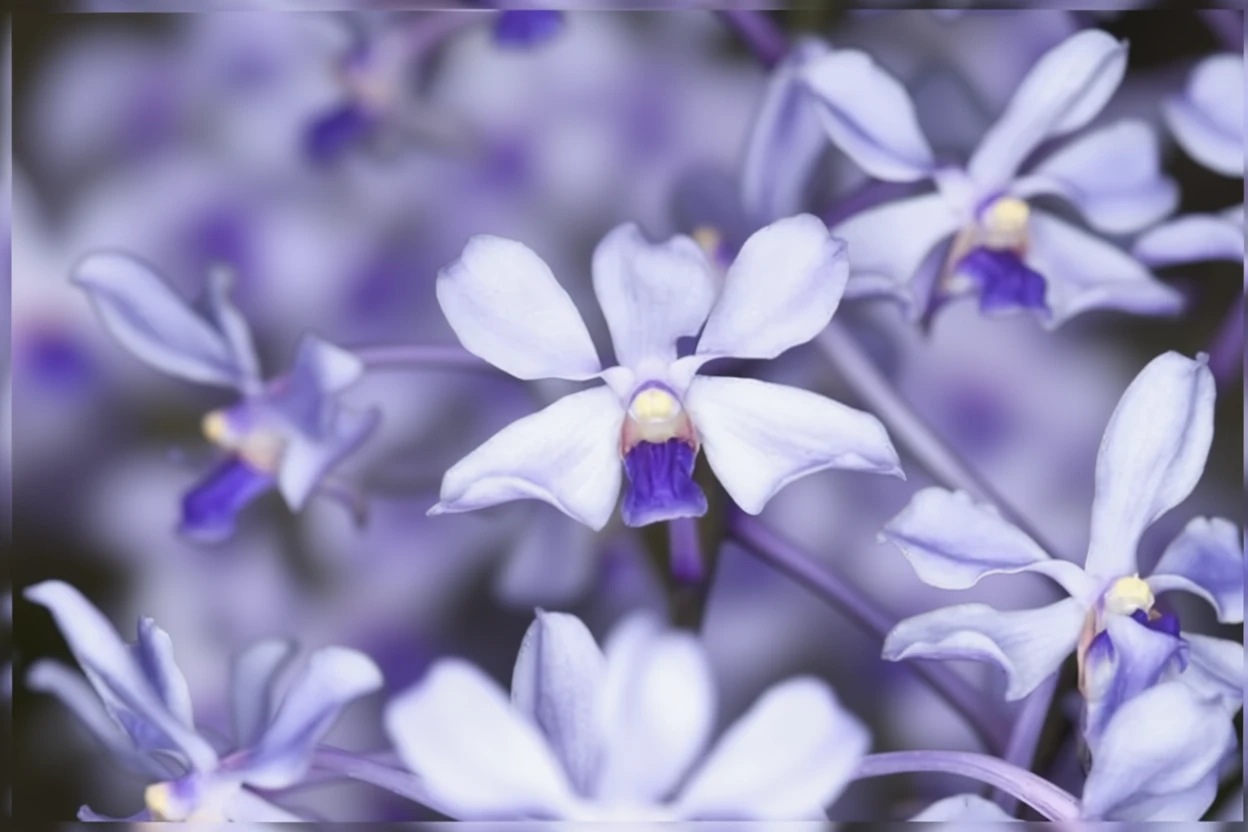 Ванда небесно-блакитна