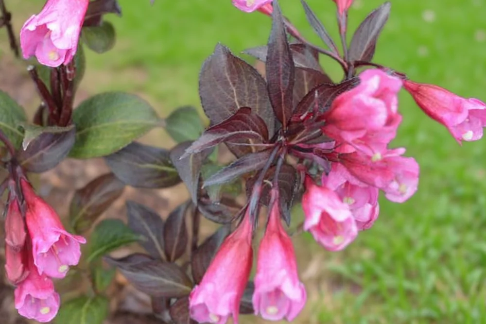 Вейгела квітуча Александра / Weigela florida Alexandra