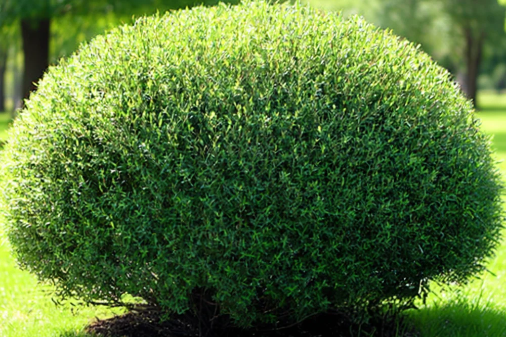 Верба пурпурова / Salix purpurea