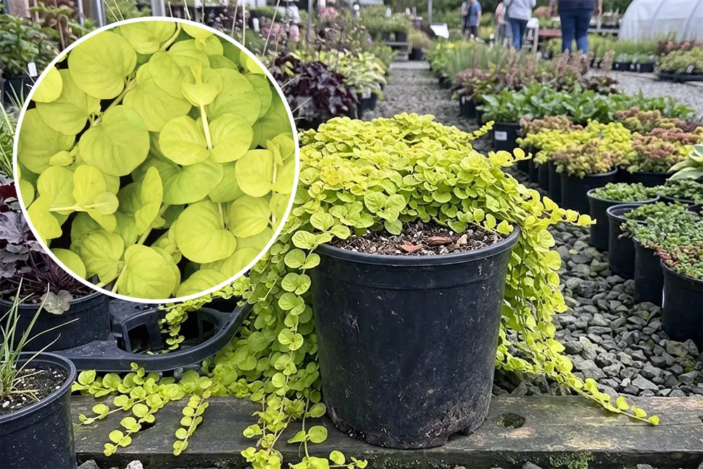 Вербозілля лучне Ауреа