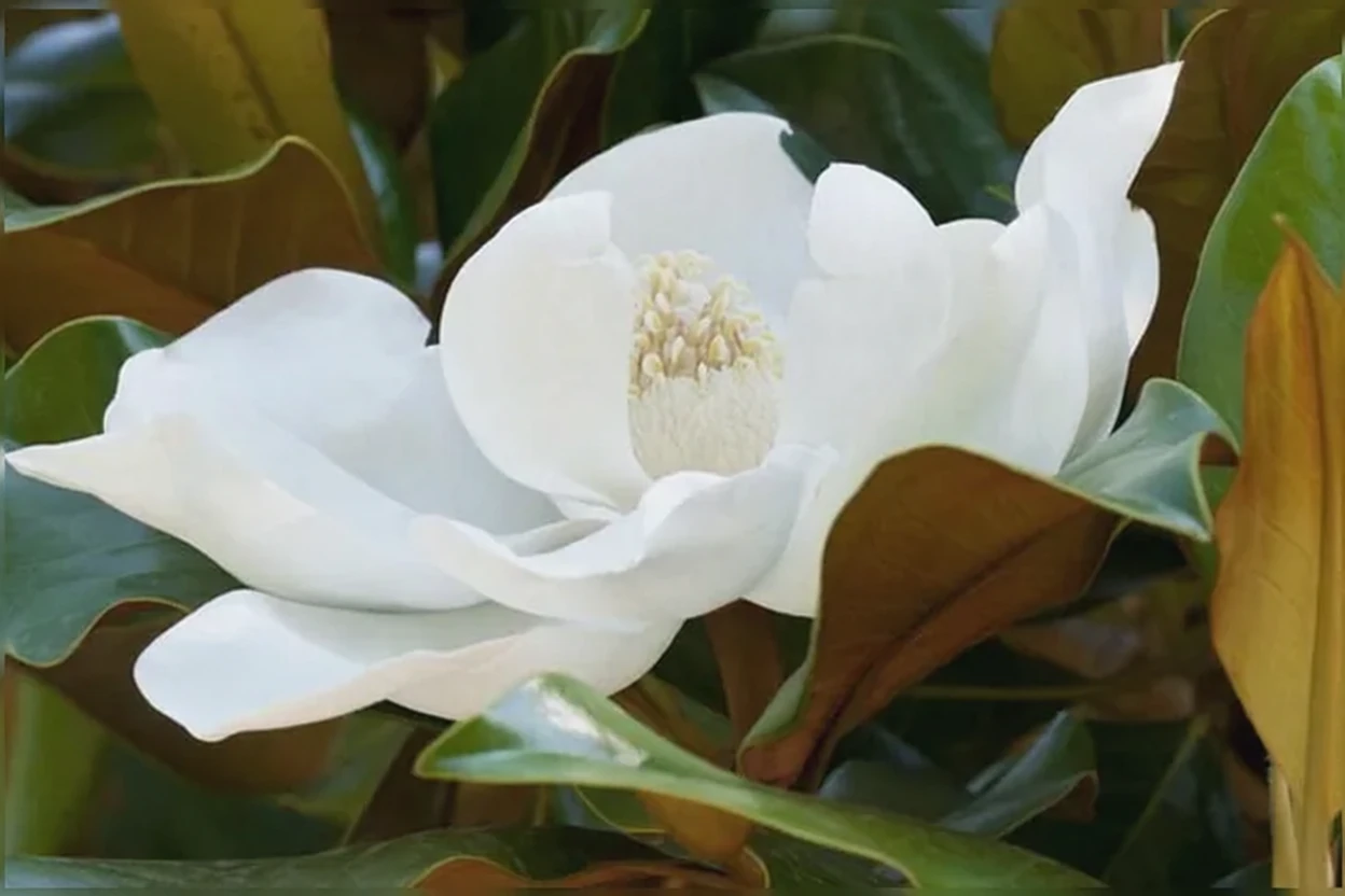 Вічнозелена магнолія Кей Парріс / Magnolia grandiflora Kay Parris