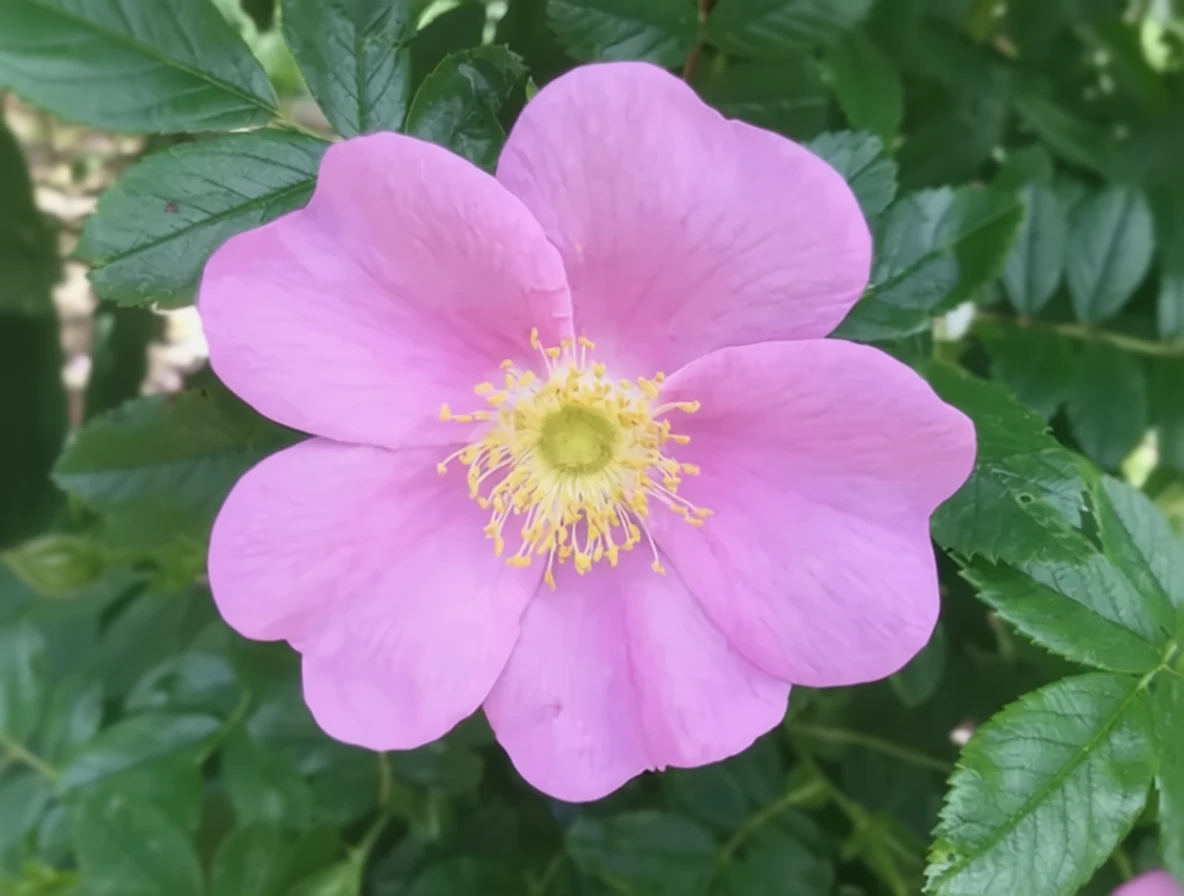 Вірджинська троянда