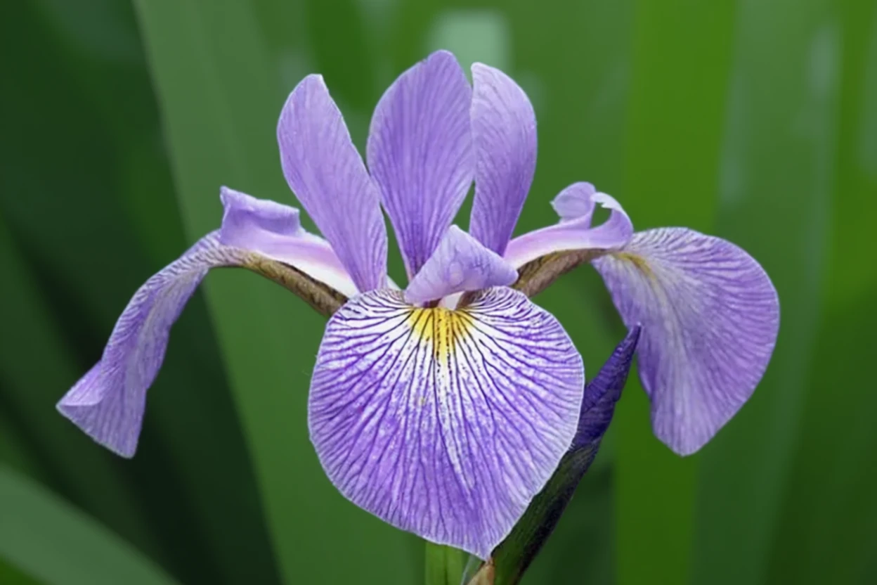 Вірджинський ірис  / Iris virginica