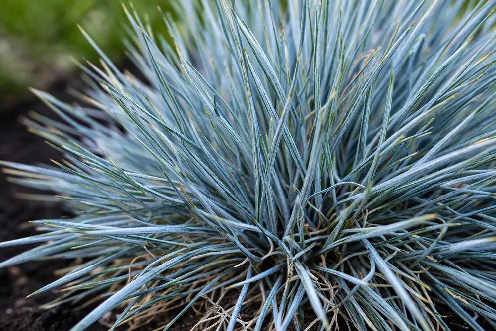 Вівсянниця сиза