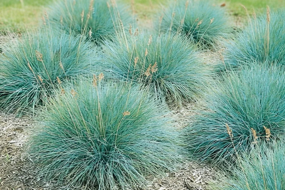 Вівсяниця блакитна Елайджа Блу / Festuca glauca Elijah Blue