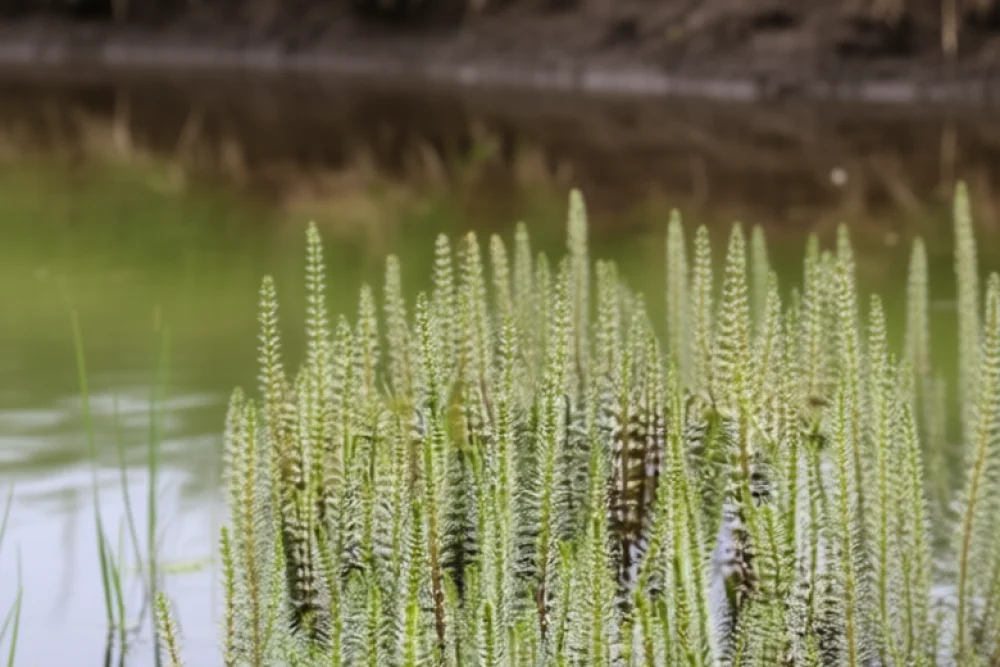 Водяна сосонка / Hippuris vulgaris
