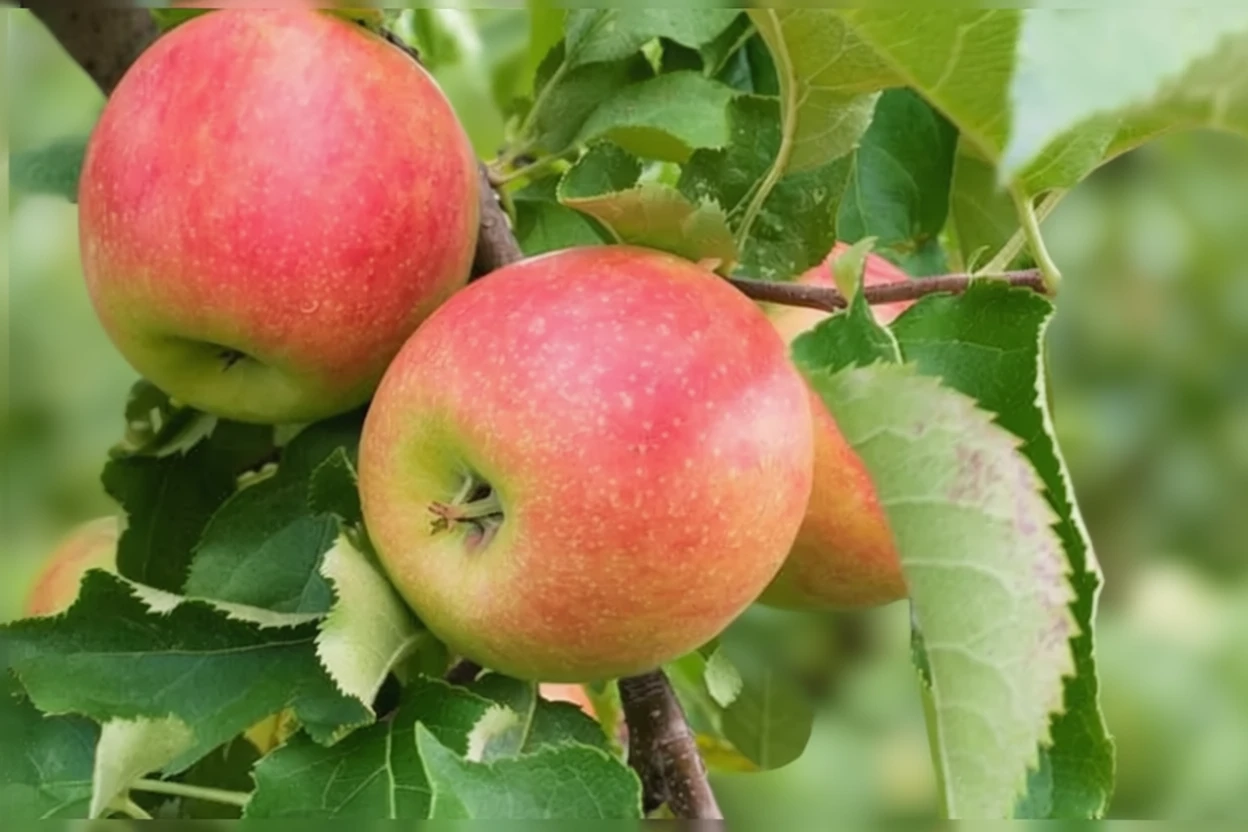 Яблуня домашня Джонаголд / Malus domestica Jonagold
