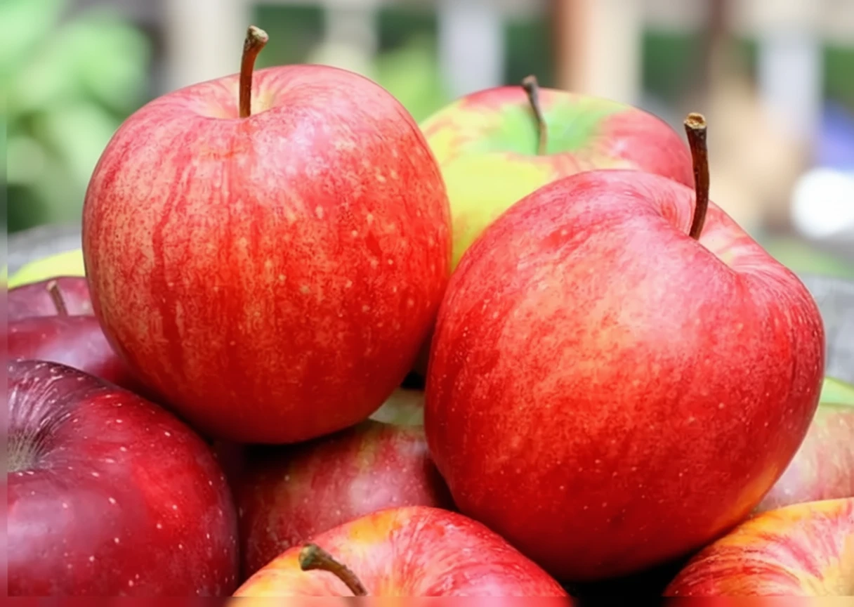 Яблуня домашня Камео / Malus domestica Cameo