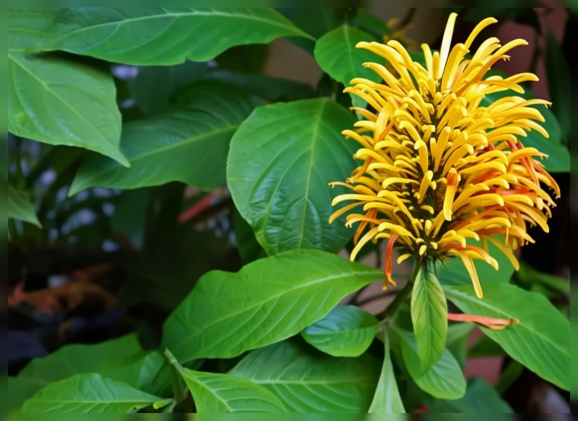 Якобінія ауреа