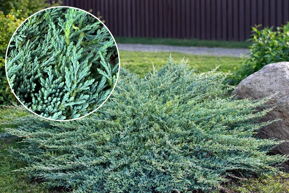 Ялівець горизонтальний Айс Блю