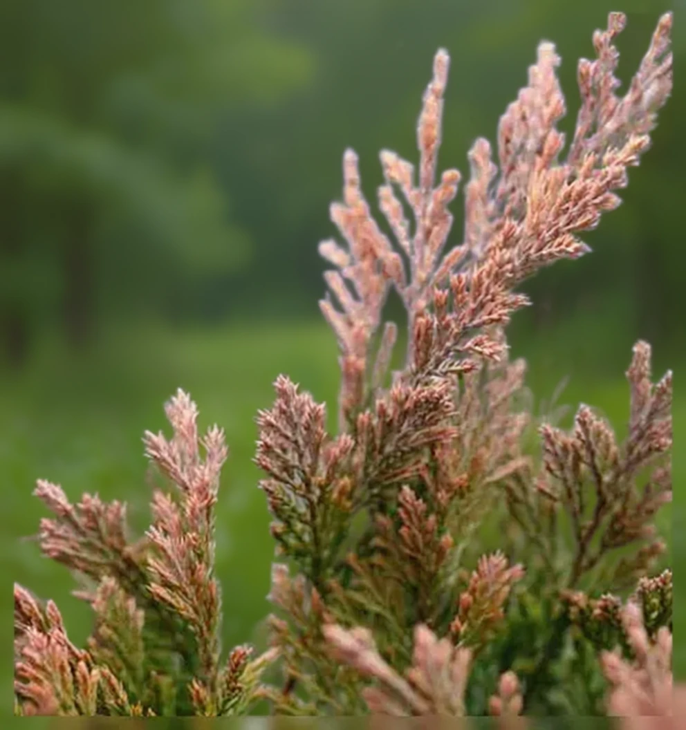 Ялівець горизонтальний Гуд Вайбрейшнз Голд