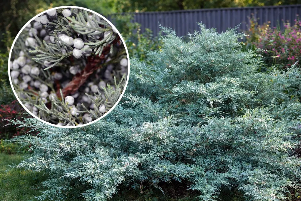 Ялівець козацький Глаука