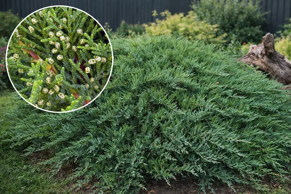 Ялівець козацький Тамарисцифолія