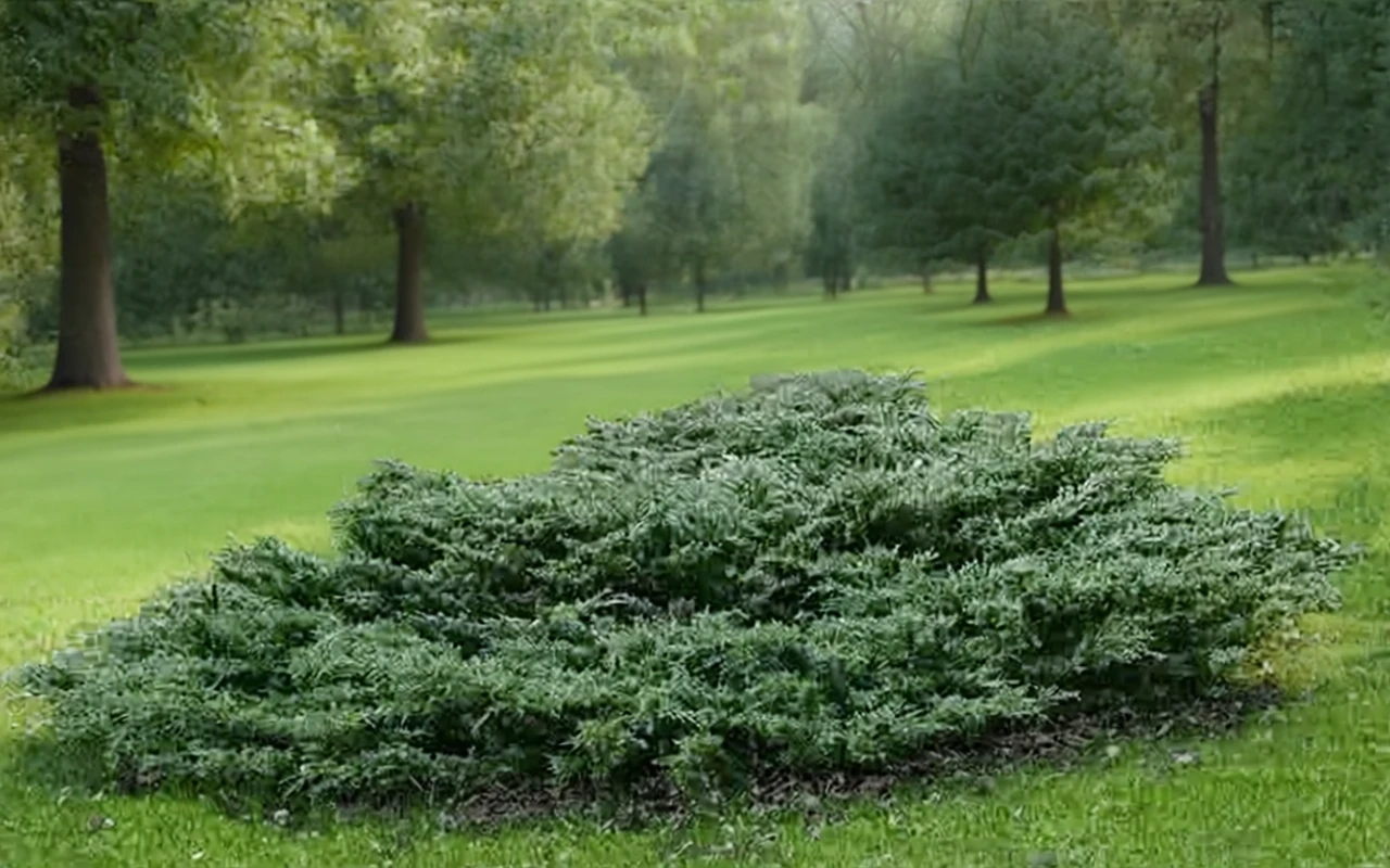Ялівець китайський Холберт / Juniperus chinensis Holbert