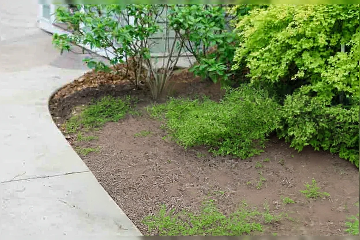 Ялівець китайський Монтана