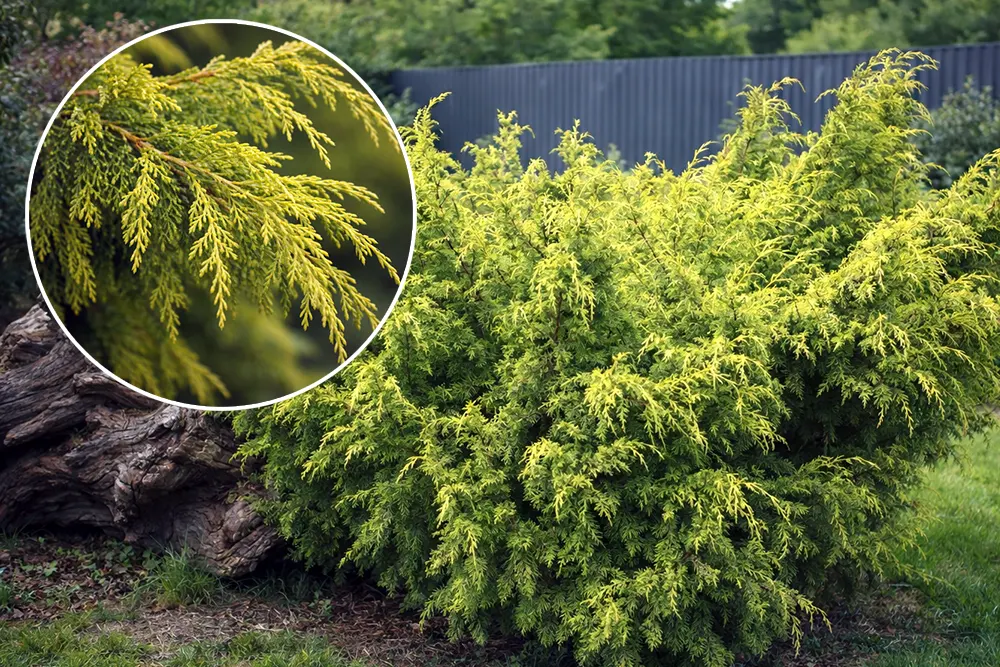 Ялівець китайський Плюмоза Ауреа