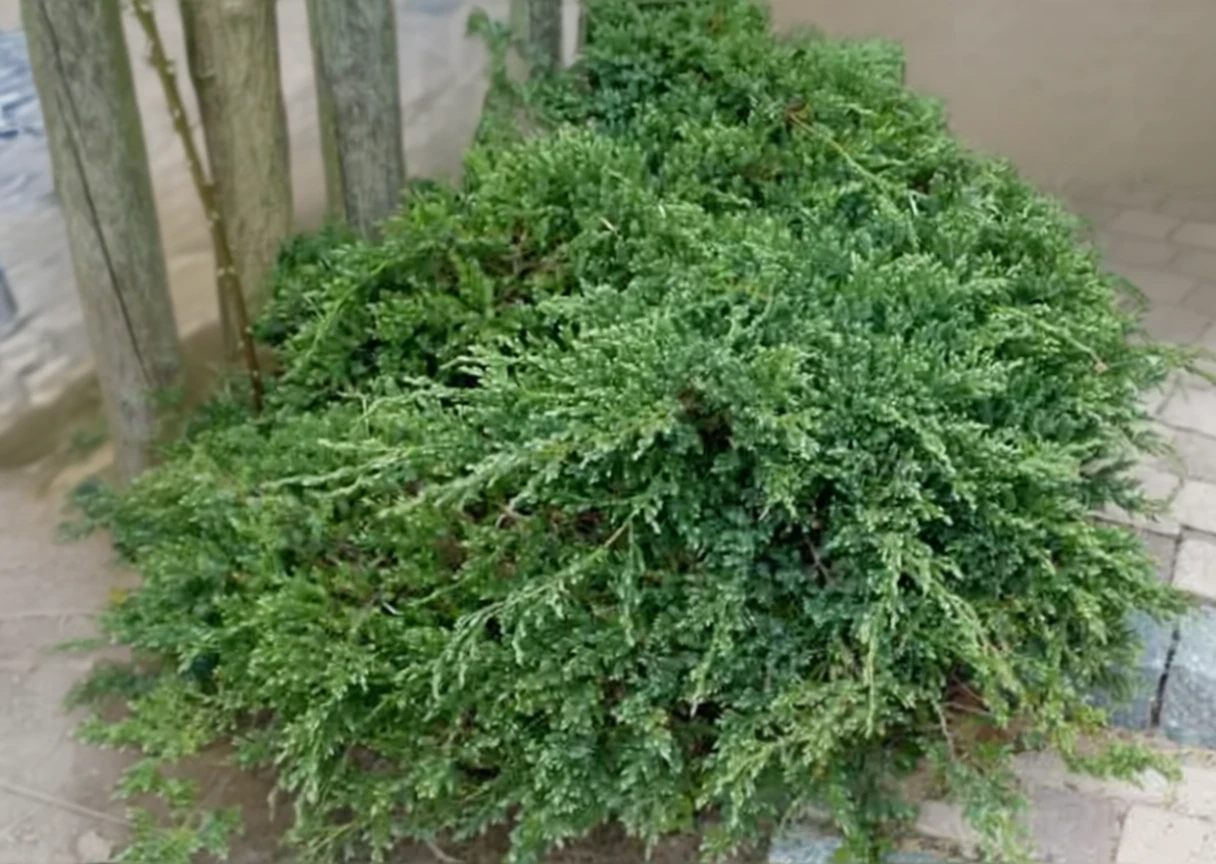 Ялівець лускатий Блу Карпет / Juniperus squamata Blue Carpet