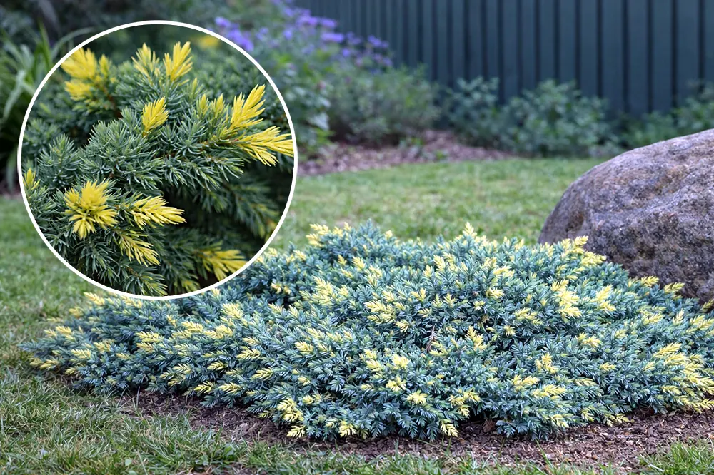 Ялівець лускатий Флореант