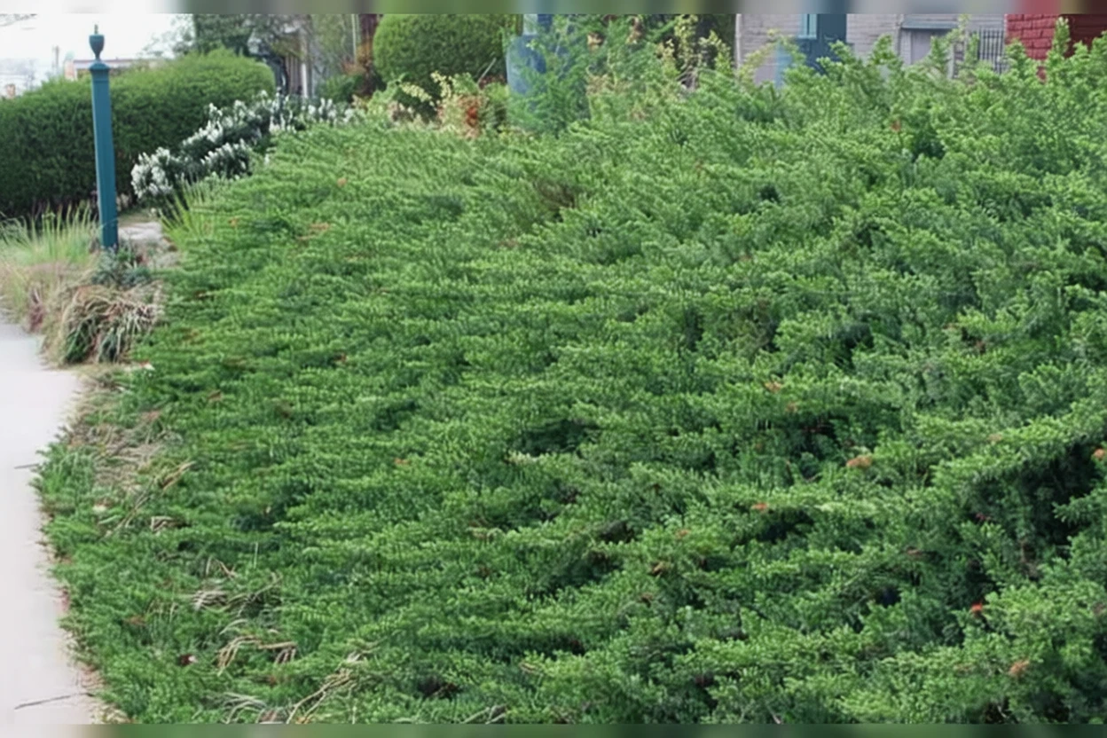 Ялівець прибережний Блу Пасіфік