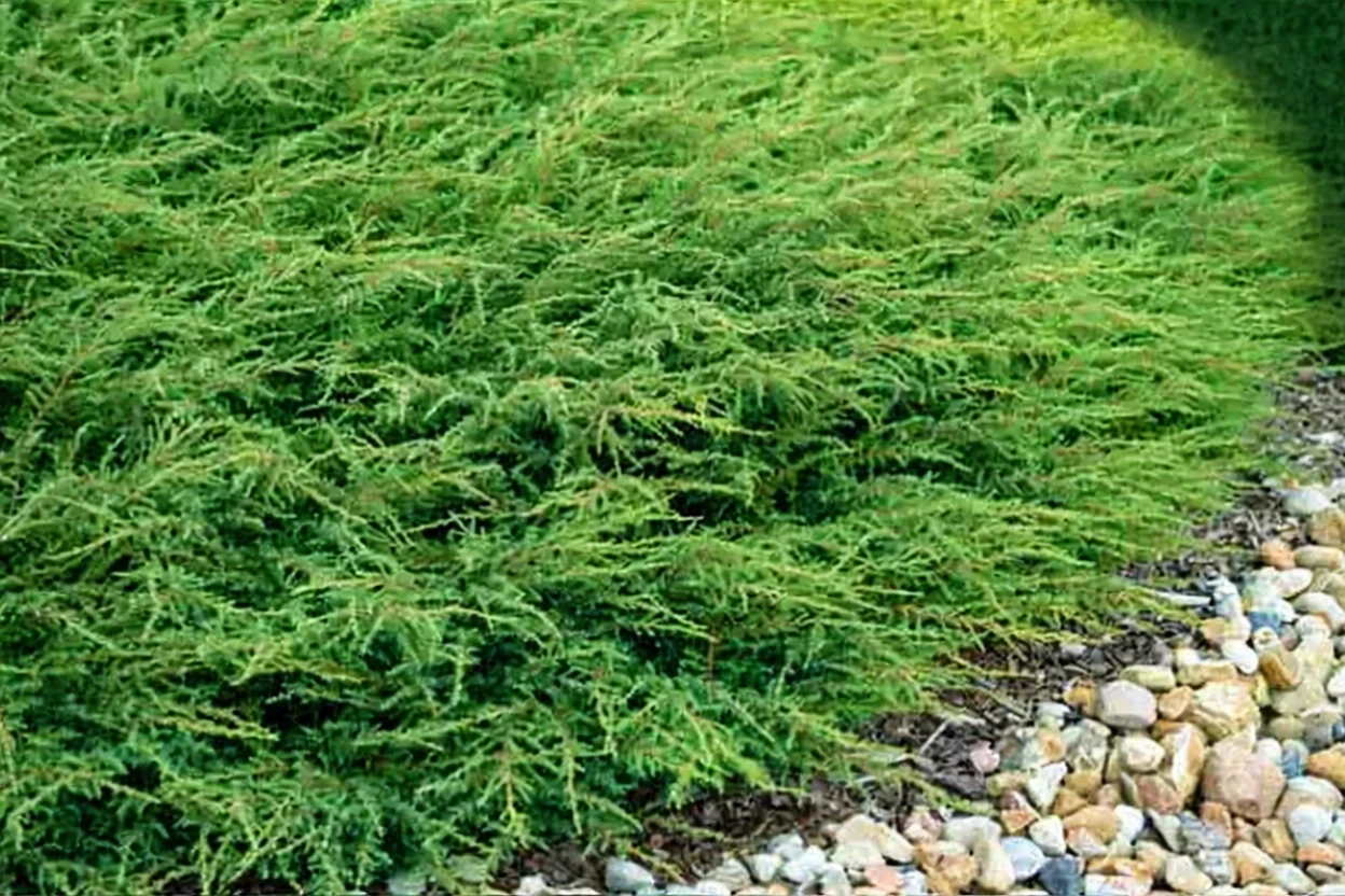 Ялівець Репанда / Juniperus communis Repanda