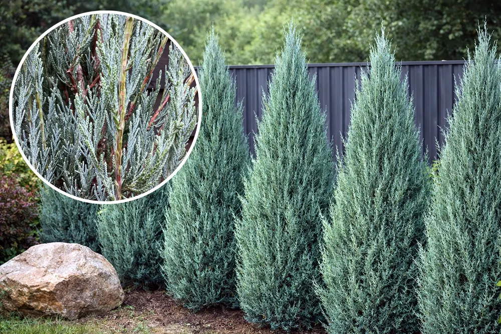 Ялівець скельний Скайрокет