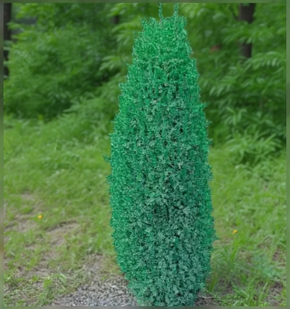 Ялівець звичайний Компресса / Juniperus communis Compressa