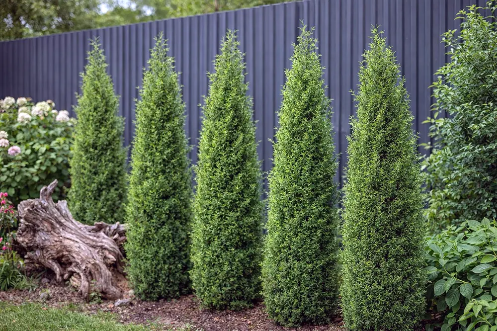 Ялівець звичайний Сентінел