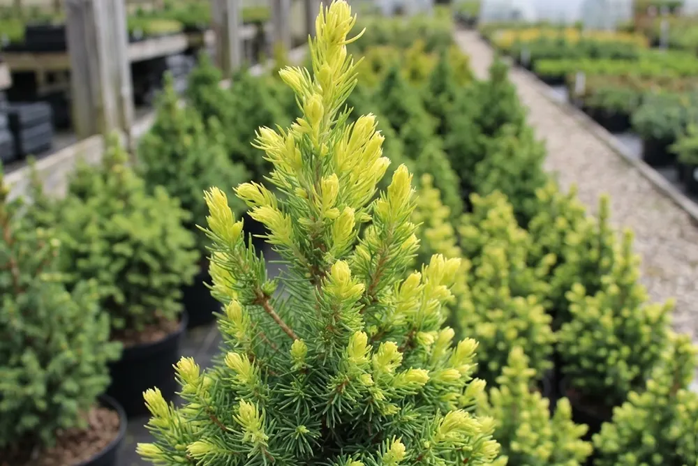 Ялина канадська Рейнбовс Енд