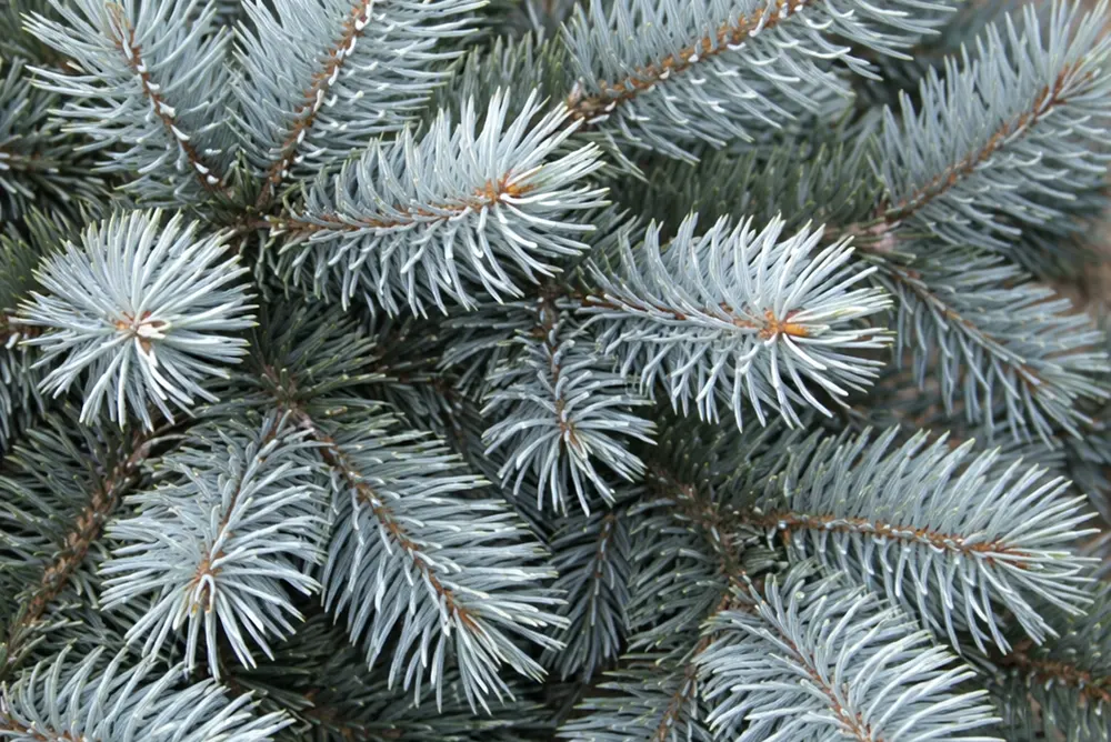 Ялина колюча глаука Маджестік Блю