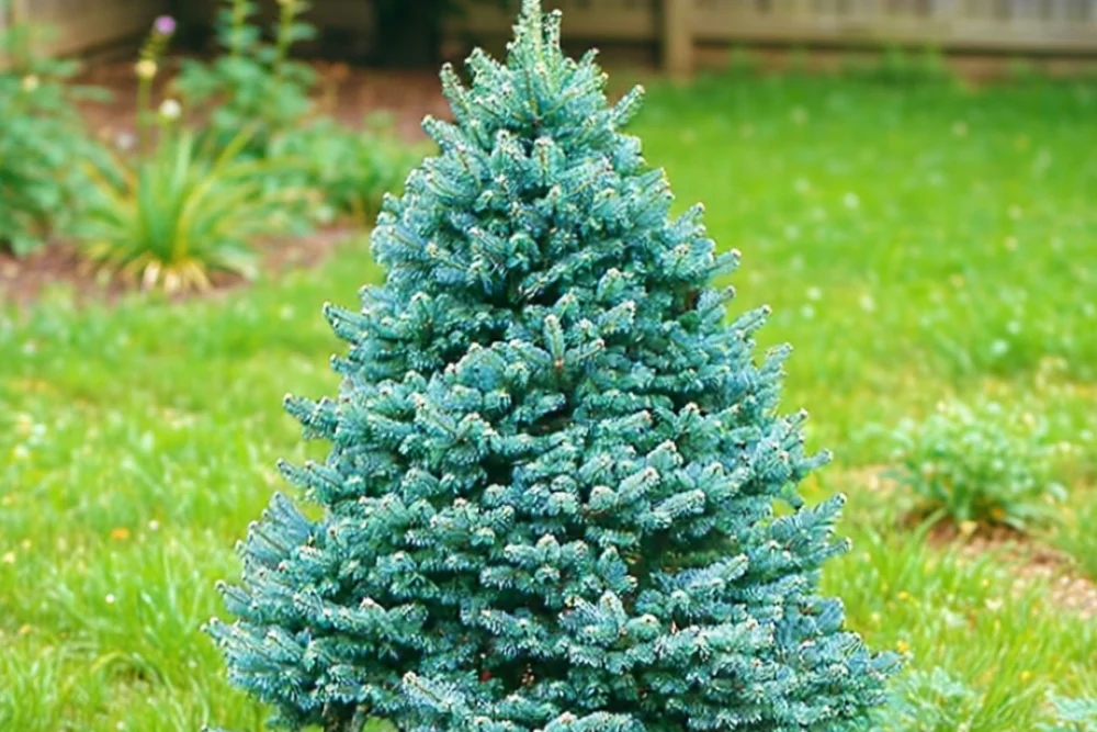 Ялиця Компакта / Abies concolor Compacta