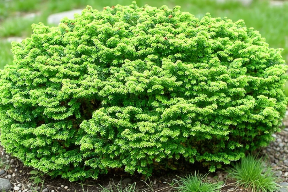 Ялиця Нана / Abies balsamea Nana