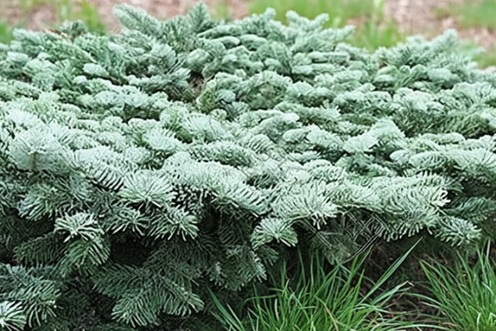 Ялиця Спредінг Стар / Abies amabilis Spreading Star