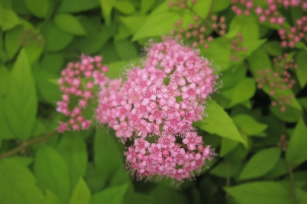 Японська спірея