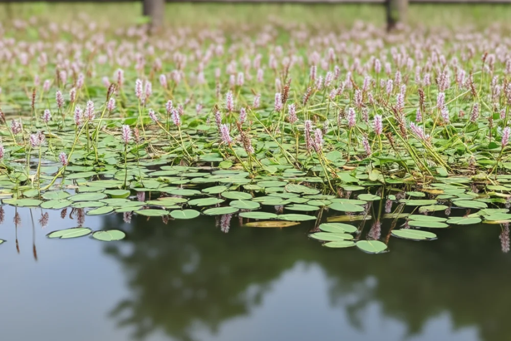 Земноводний гірчак / Persicaria amphibia