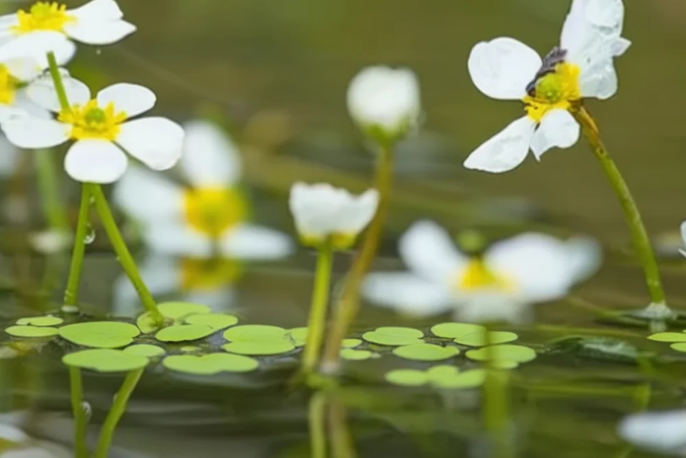 Жовтець водний / Ranunculus aquatilis
