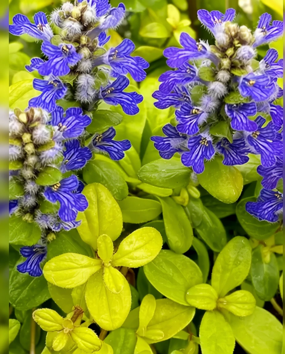 Живучка Кордіал Кенері / Ajuga Cordial Canary