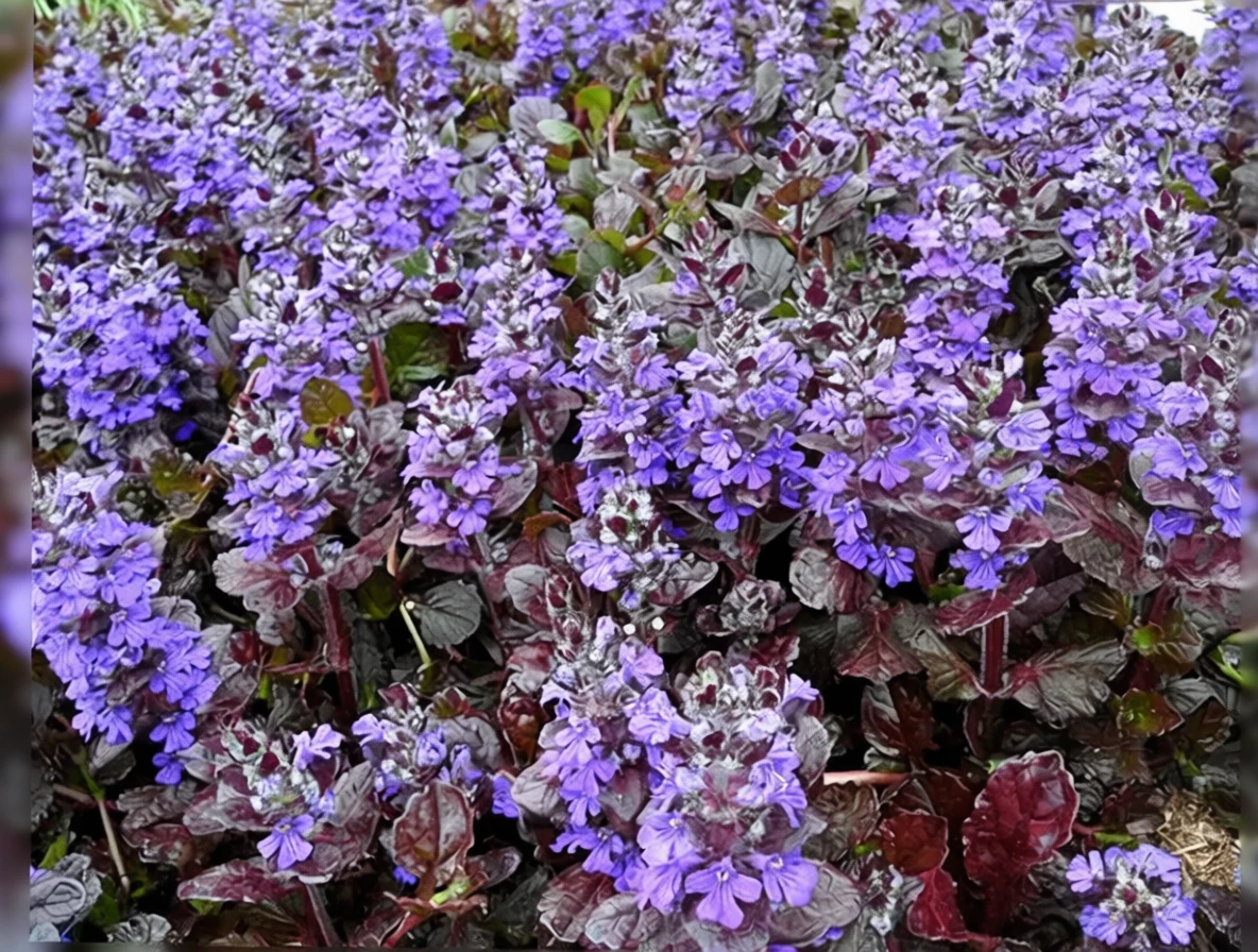 Живучка повзуча Блек Скаллоп / Ajuga reptans Black Scallop