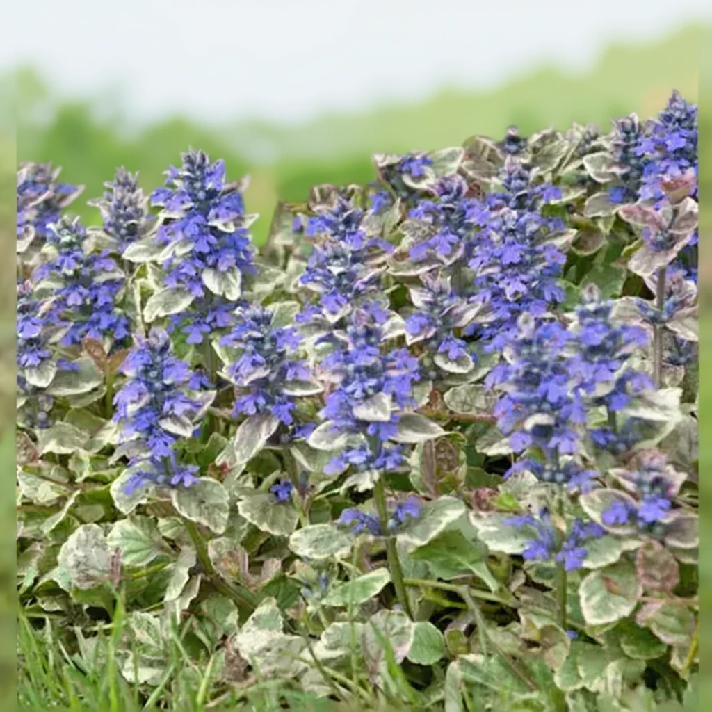 Живучка повзуча Бурганді Глоу / Ajuga reptans Burgundy Glow