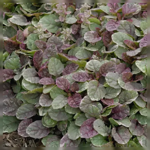 Живучка повзуча Бурганді Глоу