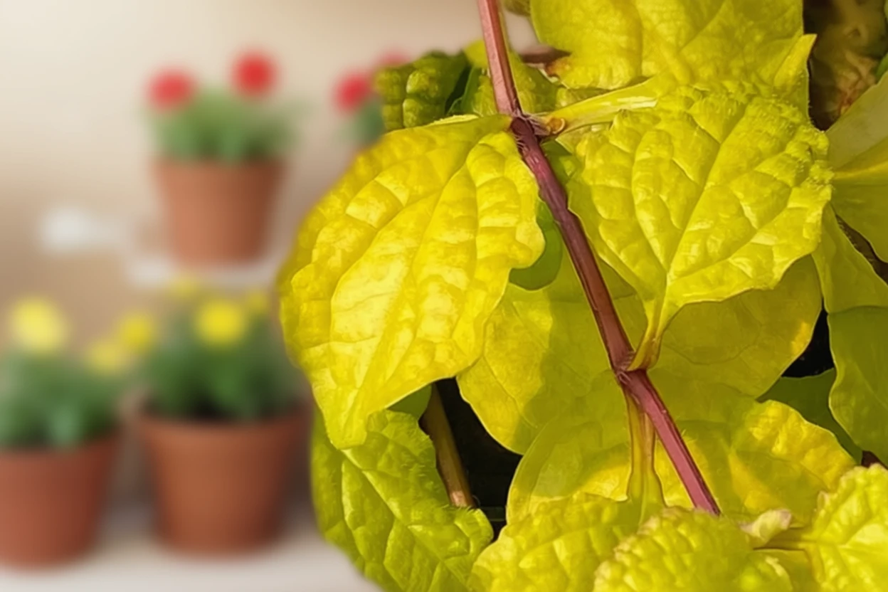 Живучка Тропікал Тукан / Ajuga Tropical Toucan