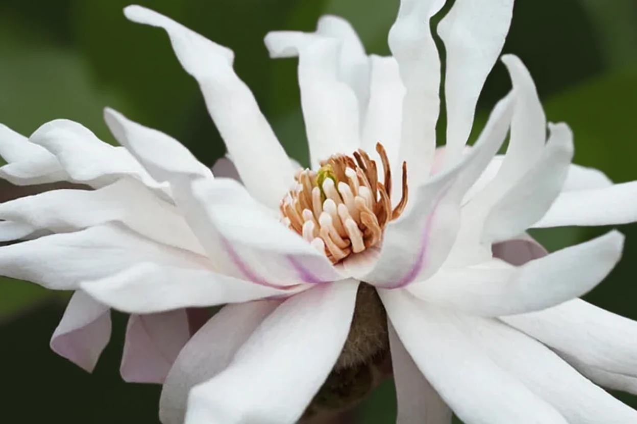 Зіркова магнолія Сентенніал