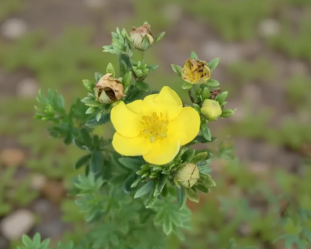 Перстач кустарниковий ‘Yellow Jam’ (Жовтий Джем)