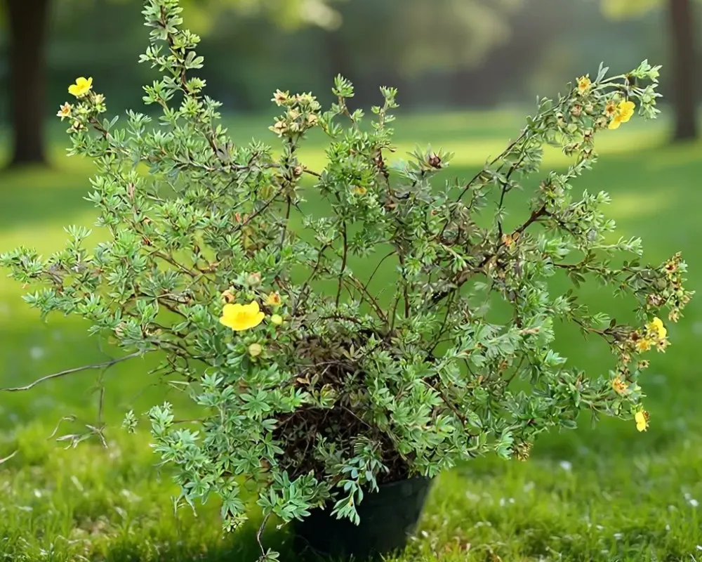 Перстач кустарниковий ‘Yellow Jam’ (Жовтий Джем)