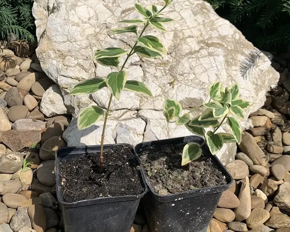 Барвінок великий Варієгата