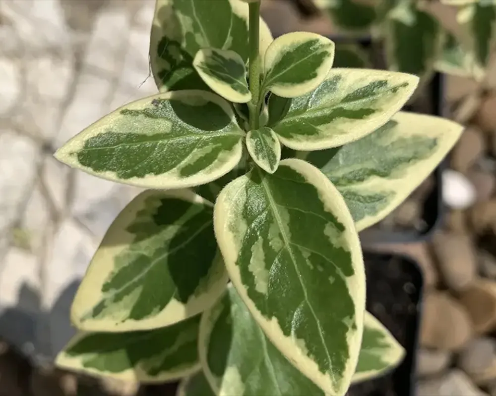 Барвінок великий Варієгата